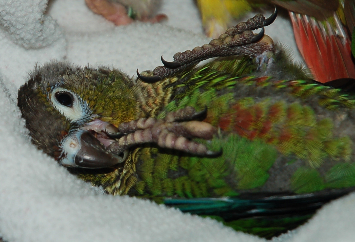 Quaker and Conure Buddies of Illinois: Conure Baby Photo Diary