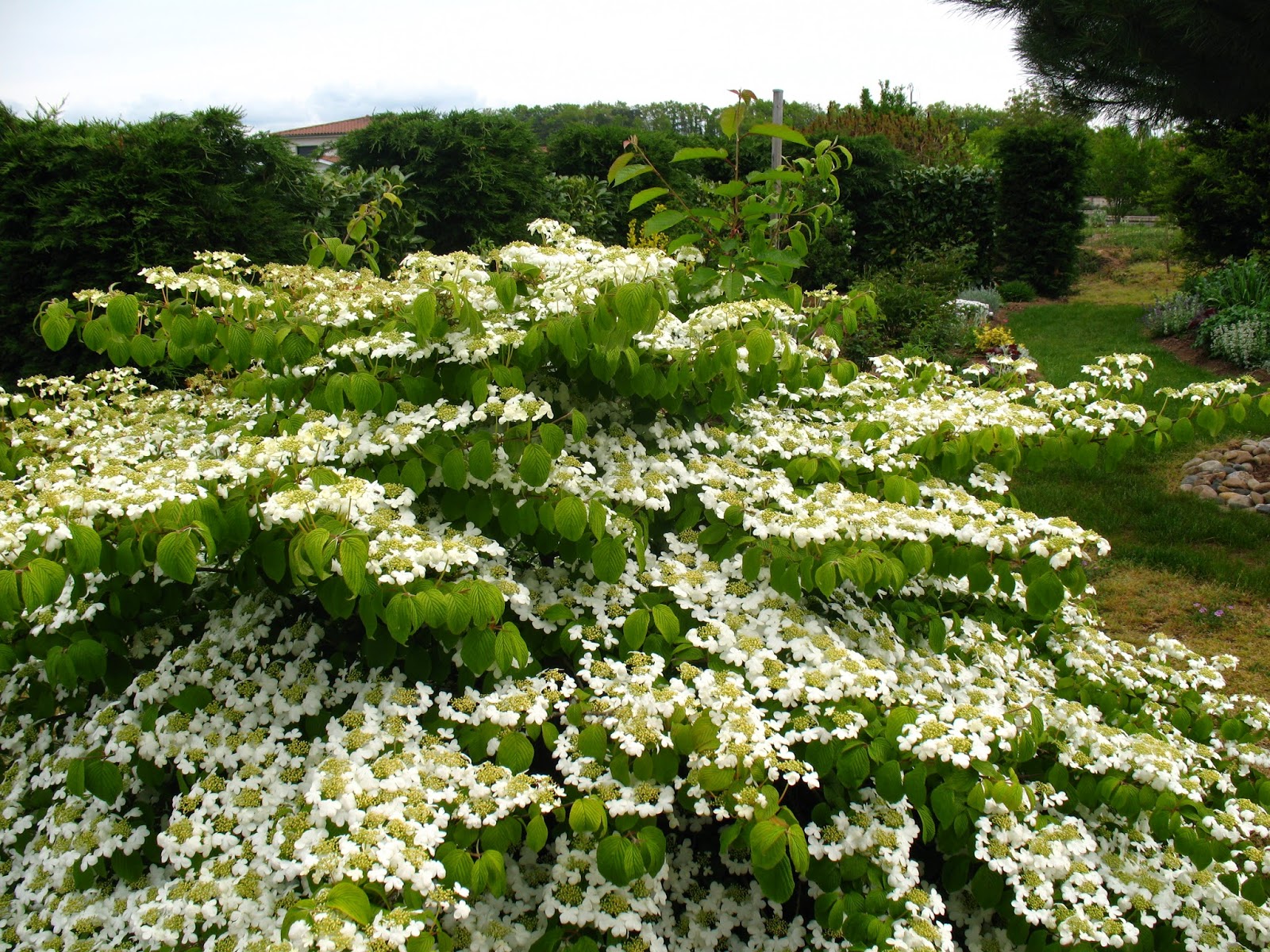 Les 46 Meilleures Images De Massif N 7 En 2020 Jardins Arbuste