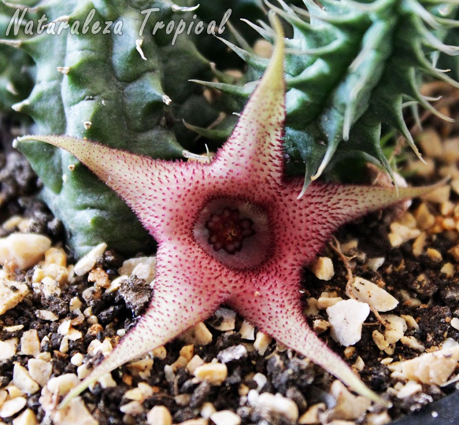 Flor típica de la planta suculenta conocida como Estrella de Mar, Huernia sp