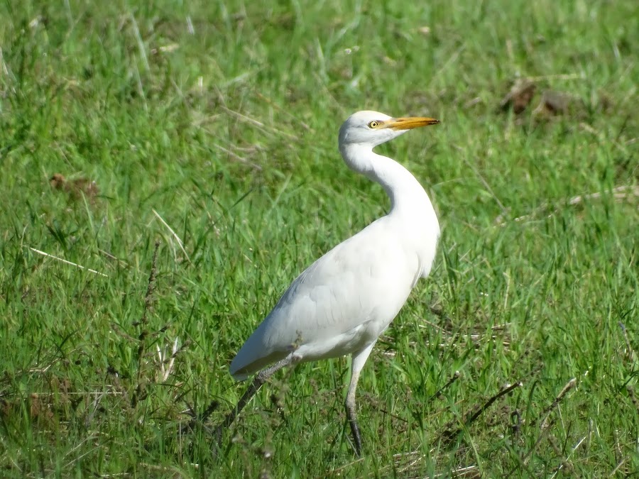 BUBULCUS IBIS
