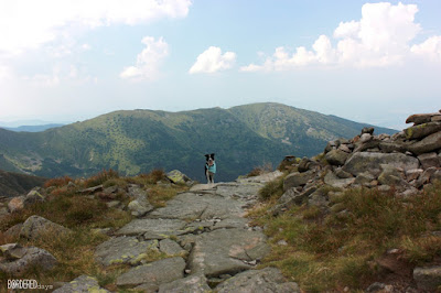 border collie on a mountain track