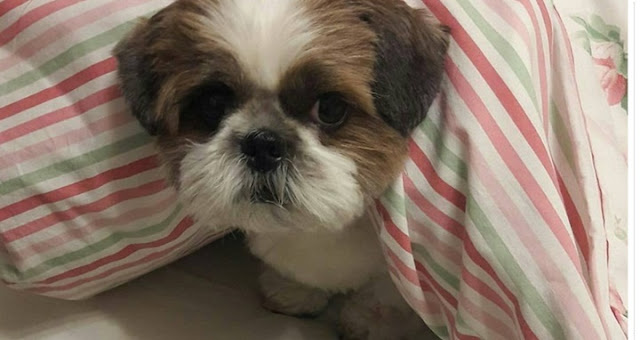 Pesquisa revela que grande parte dos DONOS dorme junto com os seus SHIH TZU