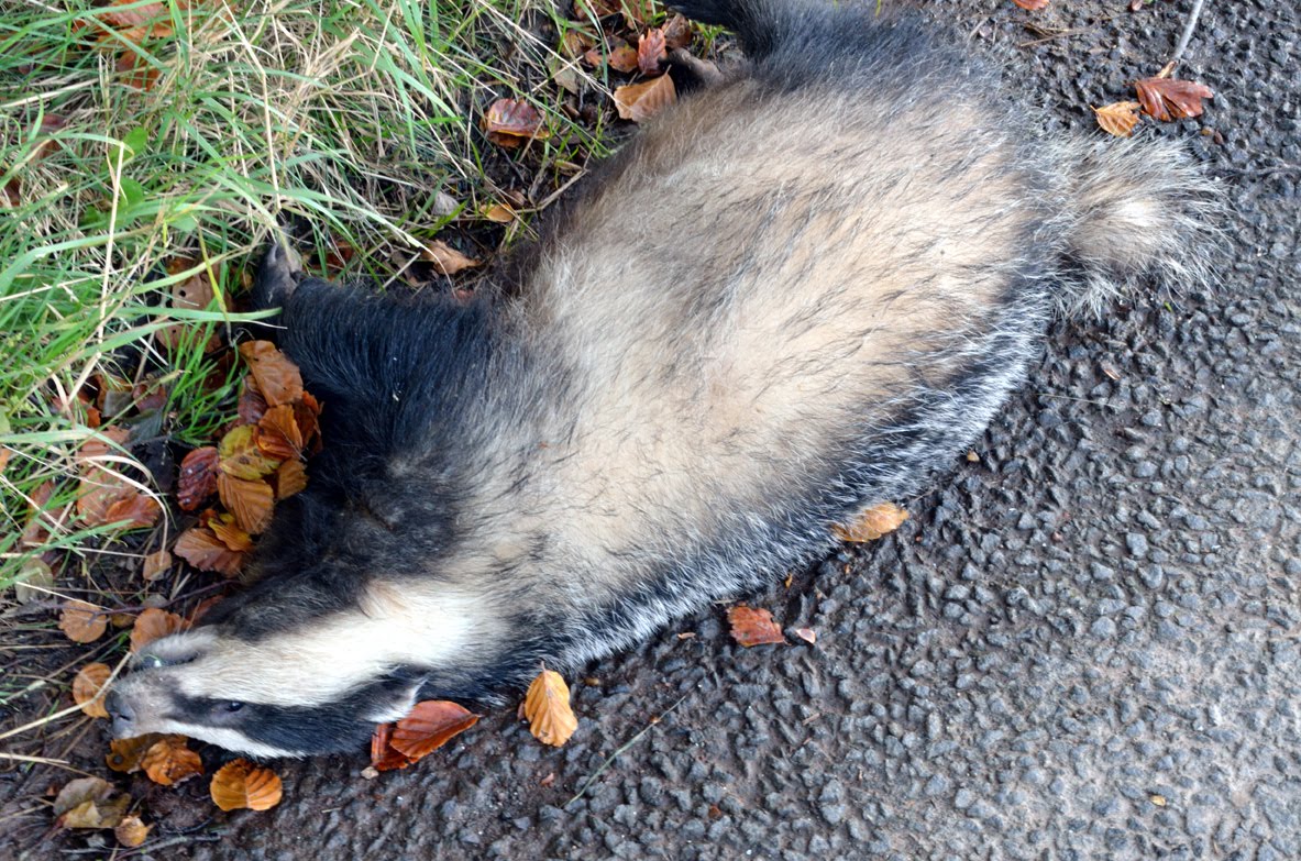 North Fife Badgers North Fife