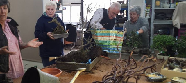 talleres de bonsai para la tercera edad en Bilbao Bizkaia Bonsai Bilbao y cursos de bonsai en bizkaia