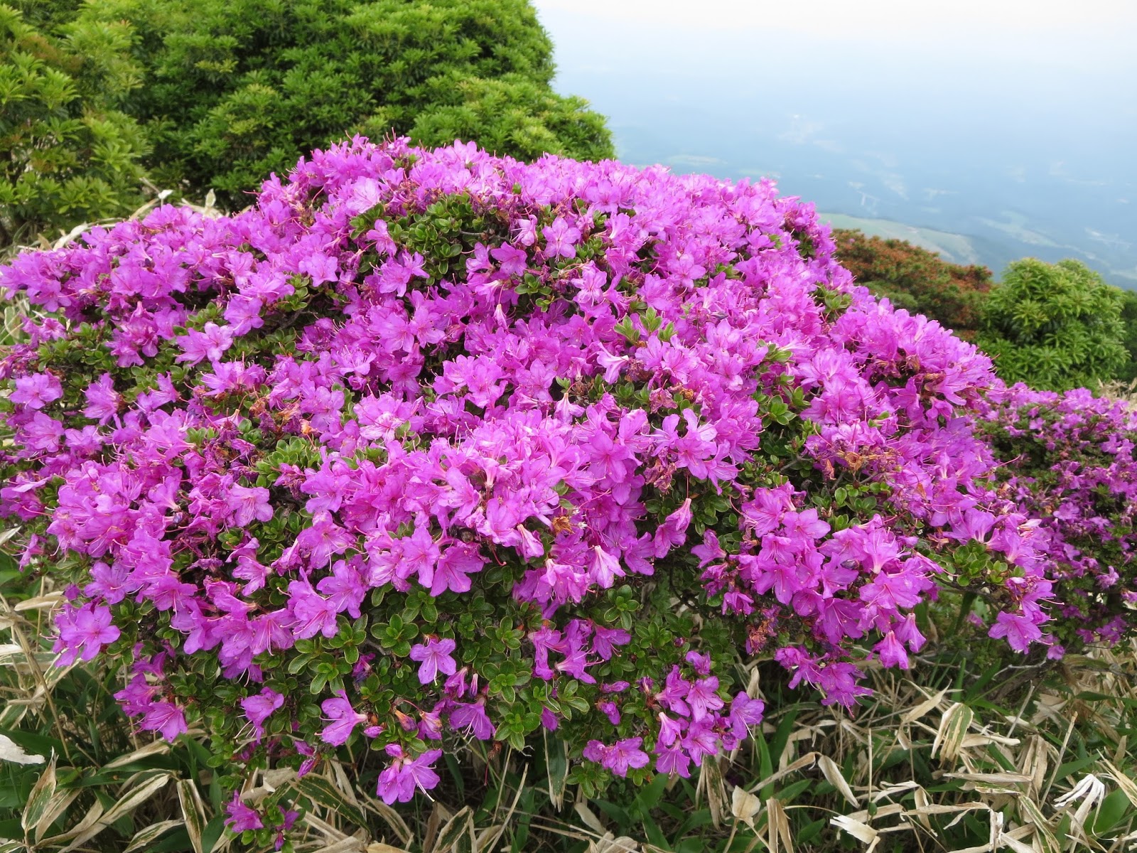ちくし法律事務所ブログ 労働審判