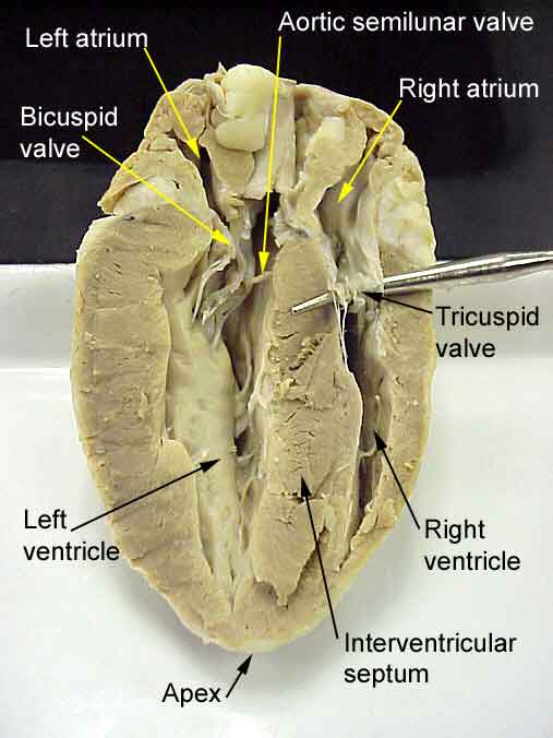 Science&Life: Heart Dissection