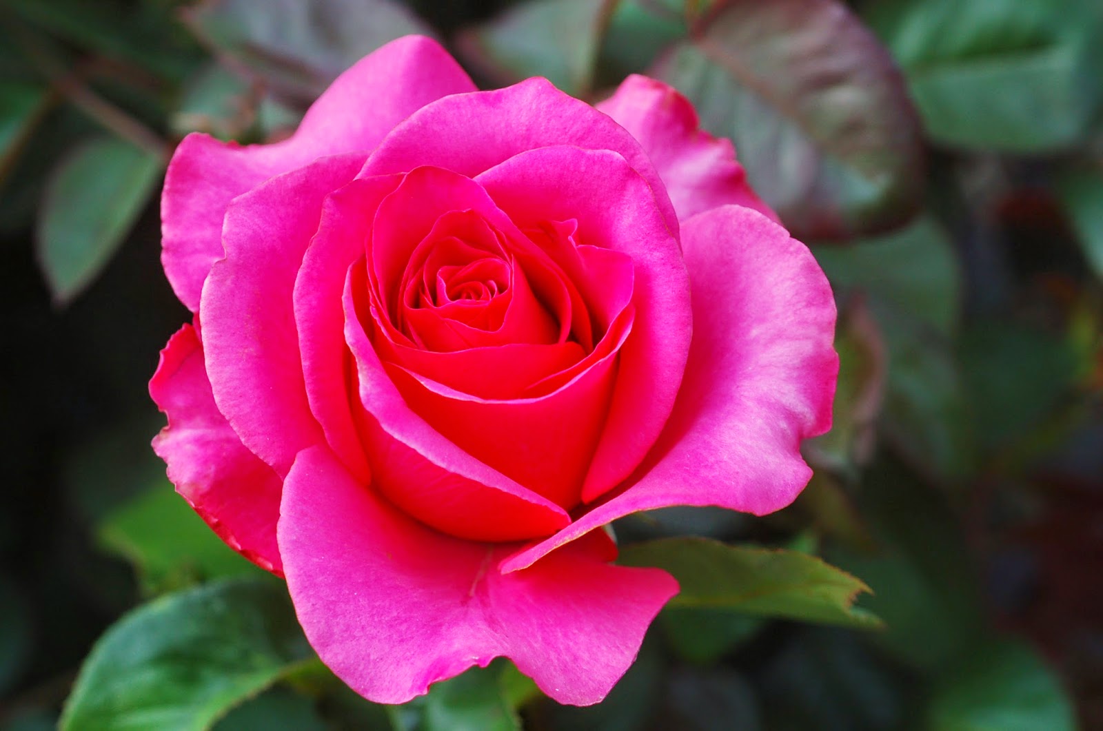 Home And Garden Top cut flowers to grow at home