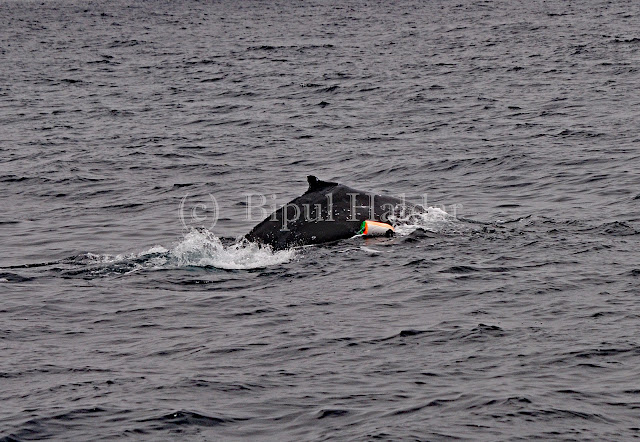 A Humpback Whale Caught in Fishing Net A Humpback Whale Caught in Fishing Net
