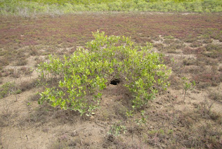 Avicennia eucalyptifolia beside Sylla serrata hole mud crab burrow in north Queensland