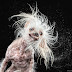 High speed photos of dogs shaking