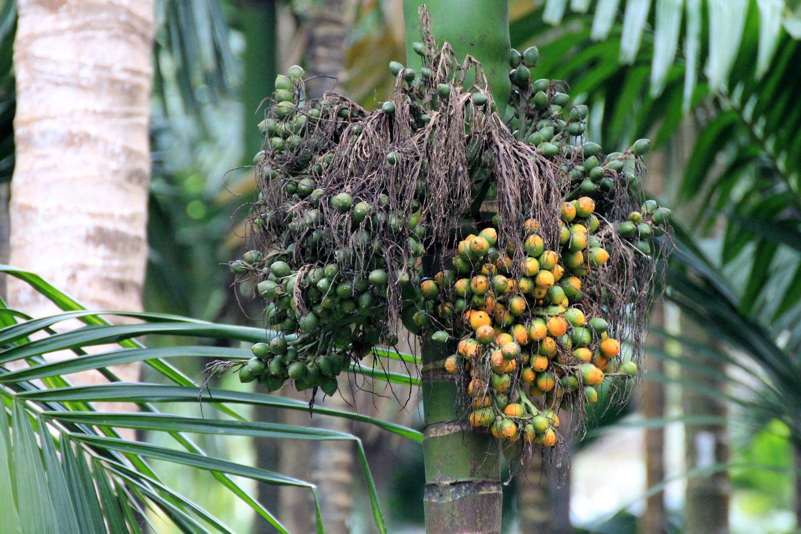 Deep Babble Belt Spice trail in Goa Sahakari Spice farm Ponda