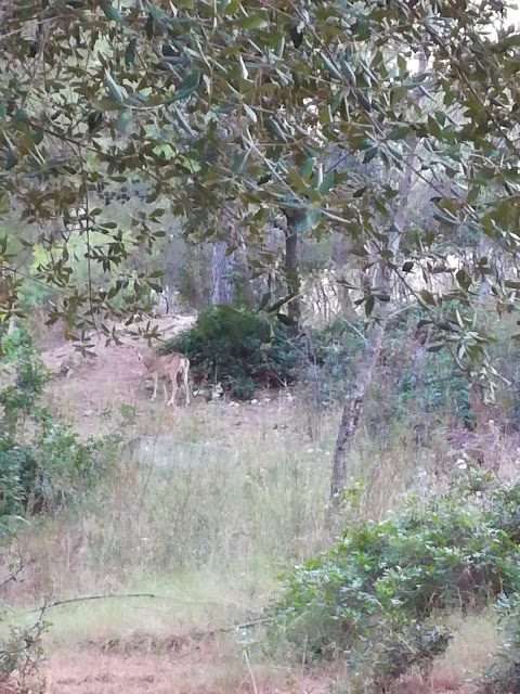 una vacanza sul Gargano, in Puglia.