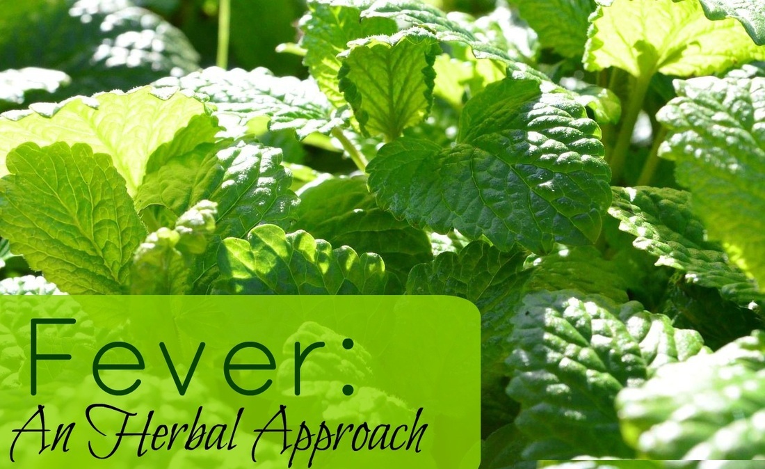 AVOID PANADOL TABLET... USE MINT LEAVES FOR FEVER, COUGH AND HEADACHE