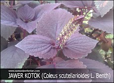 PESTISIDA NABATI dari bahan JAWER KOTOK (Coleus scutellarioides L. Benth)