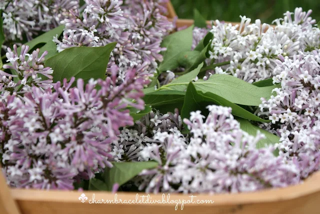 freshly picked lilacs