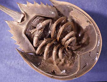 Belangkas Si Pari Kepiting Re Tawon