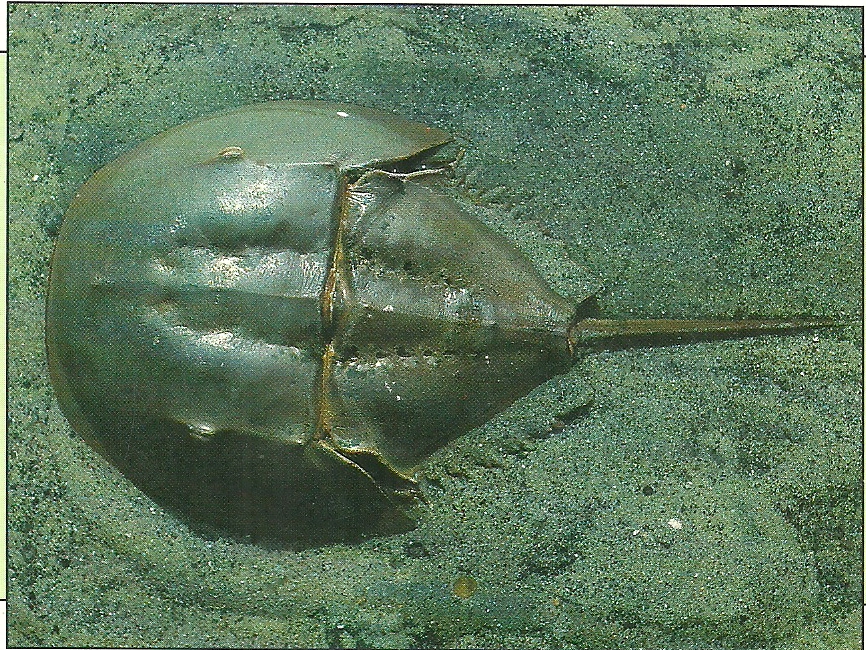 Know About Animal Kingdom