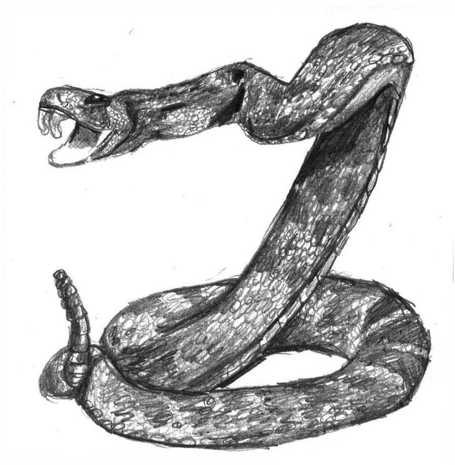 Легкий рисунок змей. Змея рисунок. Змеи карандашом. Рисунок змеи для срисовки. Картинки для срисовки карандашом змеи.