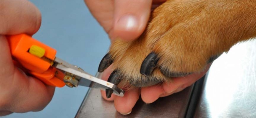 cortar uñas perro