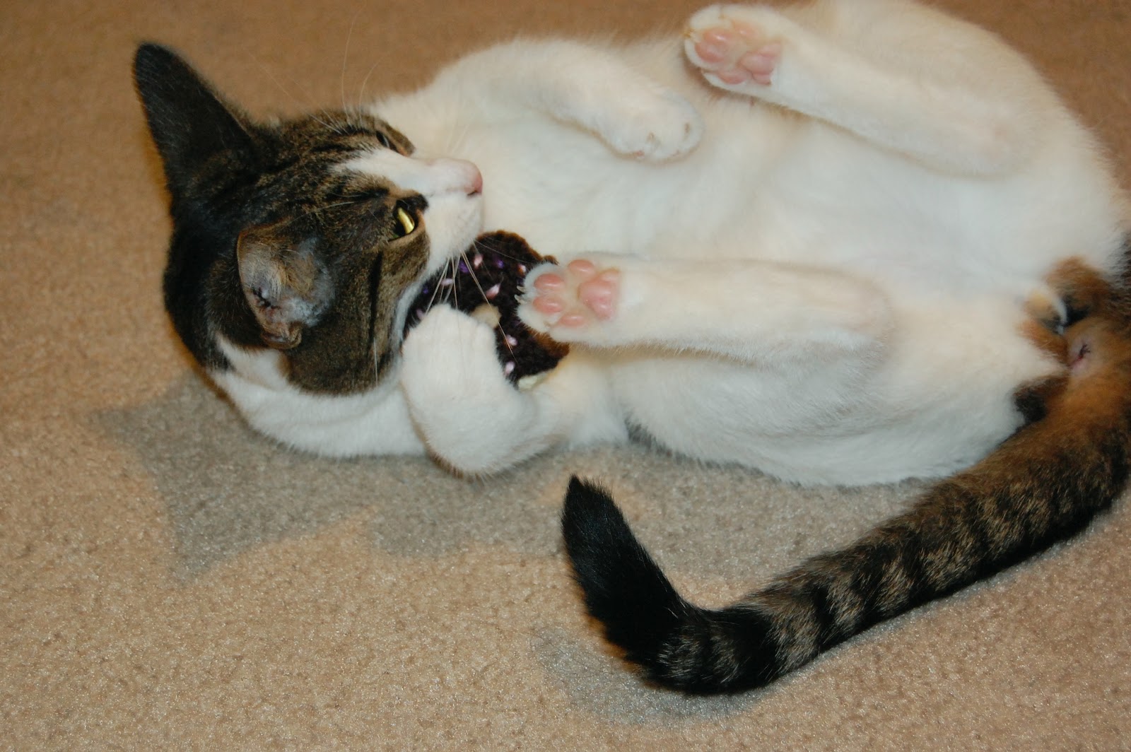 26 Donuts If you give a cat a donut...