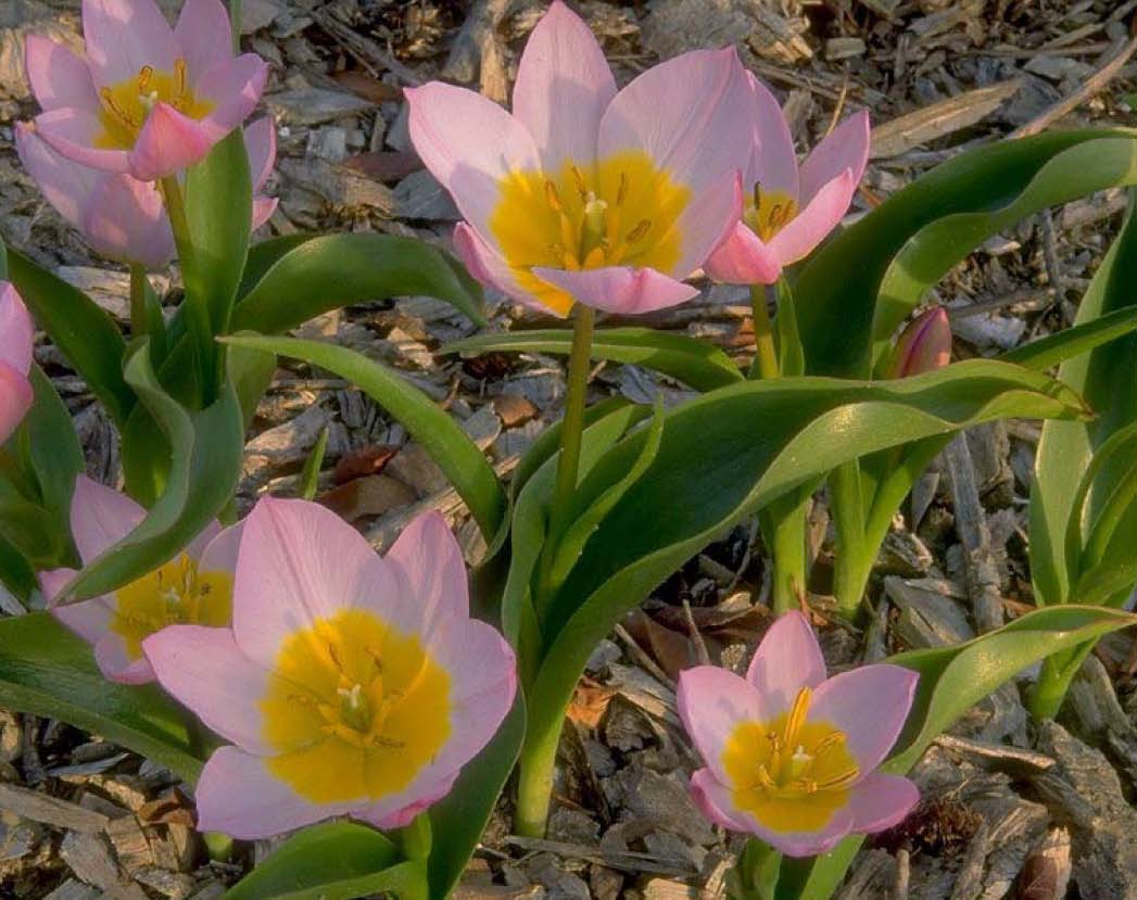 Beechwood Landscape Architecture and Construction Lilac