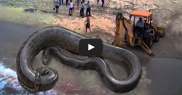 Anaconda Caught On Beach See And Share Star