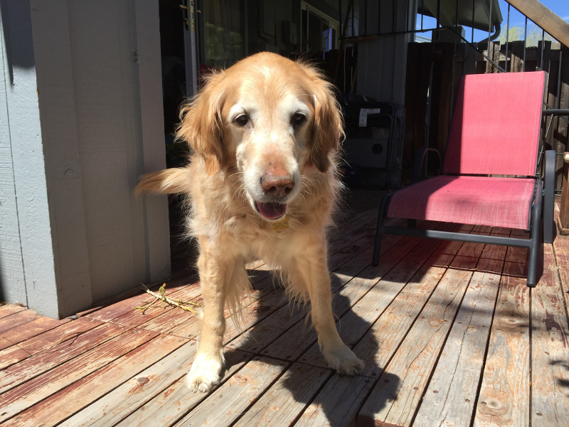 golden retriever lipoma dragonfly wars september 2016 golden retriever lipoma dragonfly wars september 2016