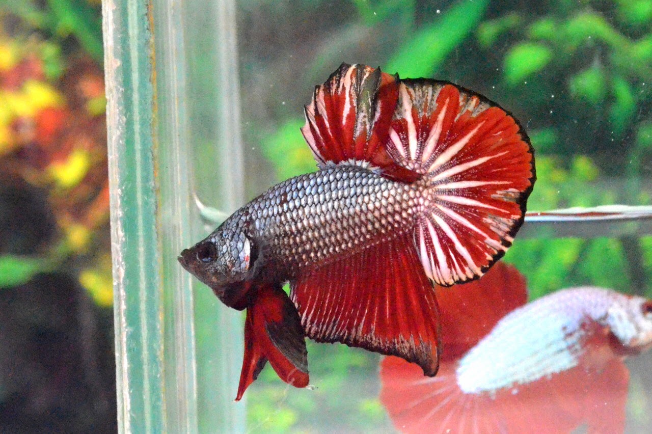 HMPK301 Red Copper Dragon Plakat ! Betta 138
