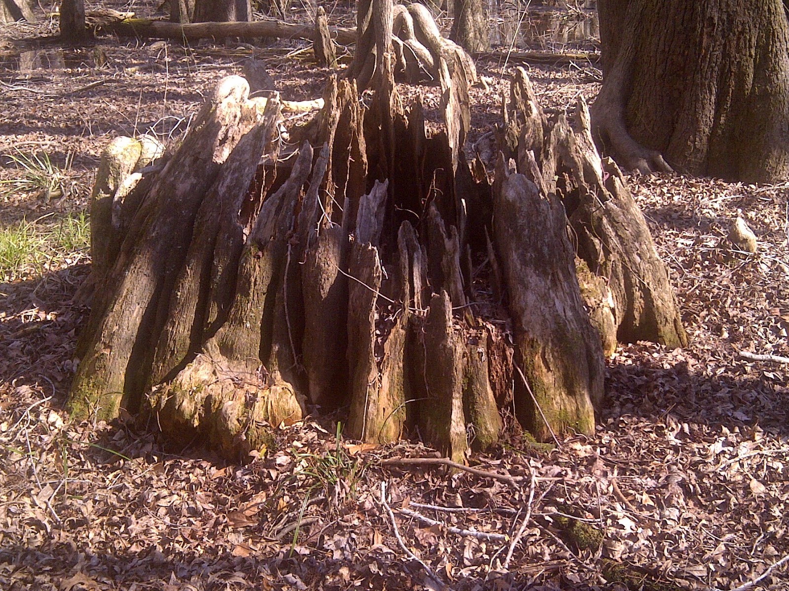 Lumber River State Park Chalk Banks Ghoulish Shapes