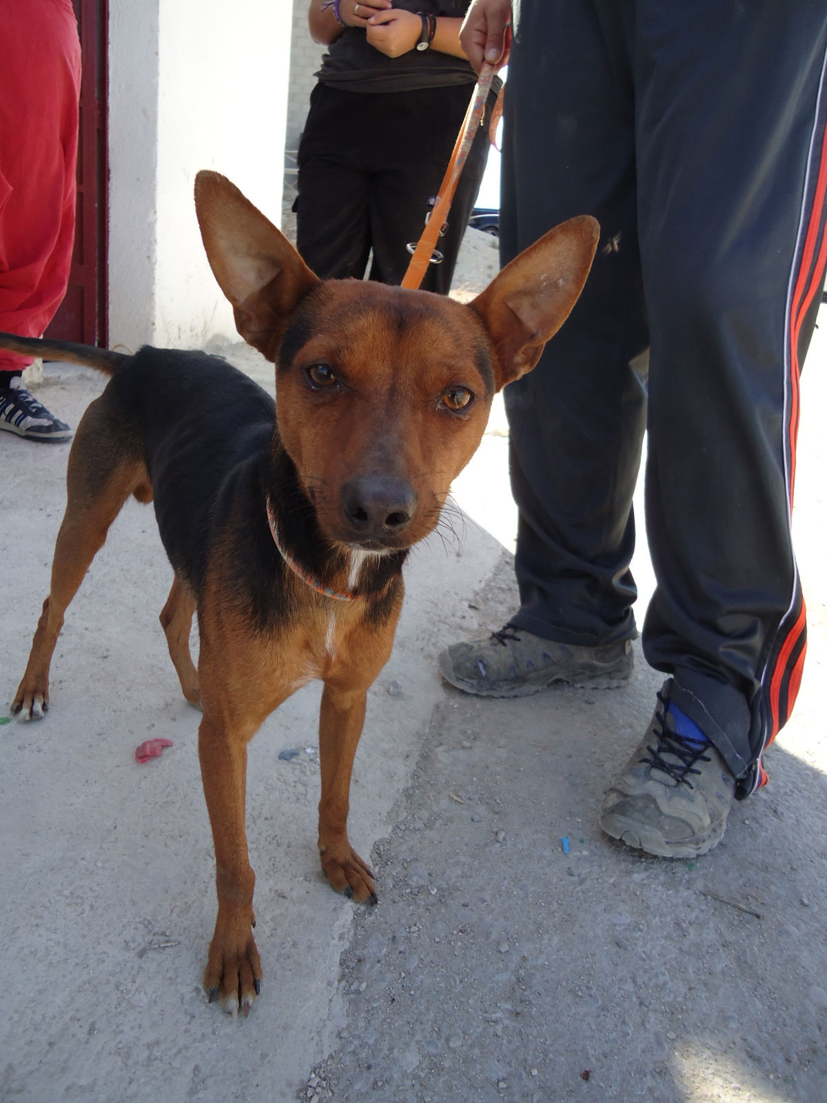 mispequeñosgigantesde4patas2 PERICO, X DE PINSCHER EN LA PERRERA DE