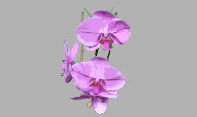 Orchideen-Pflanzen Goethe bis Löhns