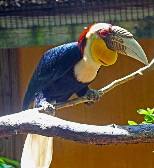 Wreathed hornbill