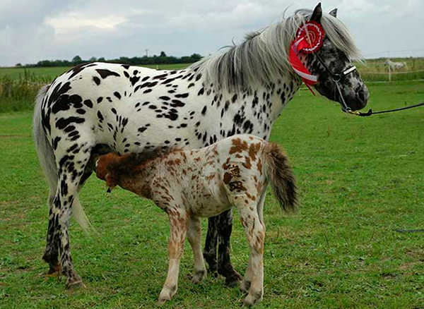 The beautiful Appaloosa horses | American horse breed The beautiful Appaloosa horses | American horse breed