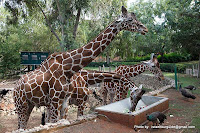 Зоологический центр Сафари в Рамат-Гане