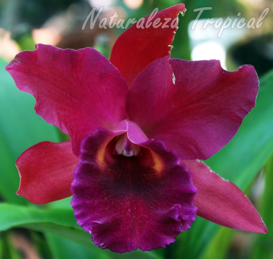 Híbrido de una orquídea del género Cattleya