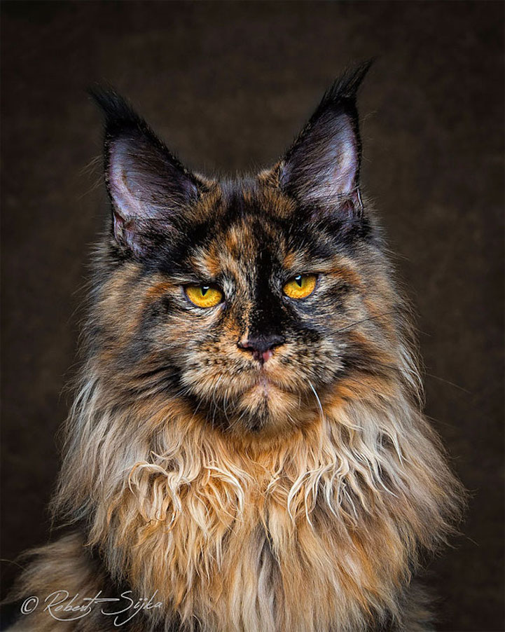 White Wolf Glorious Photos of Maine Coon Cats Who Look Like Majestic
