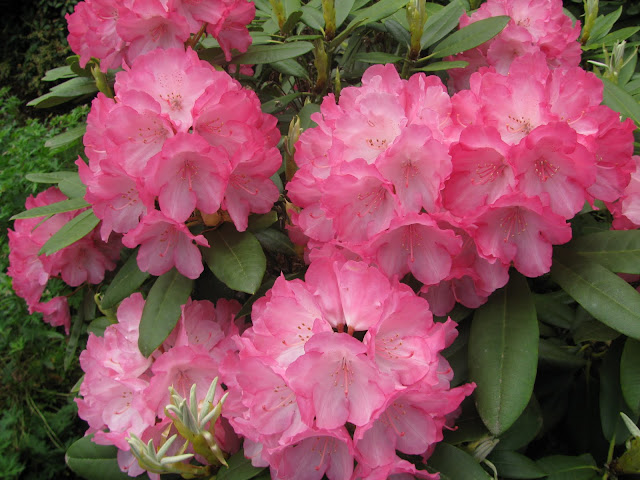 Beautiful Washington State: Rhododendron: The Official Flower of