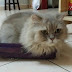 Tutup Dapur Gas