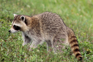 Raccoon Raccoon