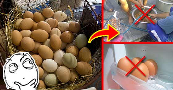 Mencuci Telur Ayam Sebelum Dimasukkan Kulkas, Ternyata Berbahaya Bagi Kesehatan