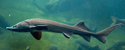 Temperamen Lake Sturgeon