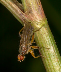 Dung Fly, Scathophaga species.  Riverside near Leigh on 19 May 2012.