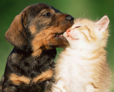 Young puppy chewing gently a kitten's face
