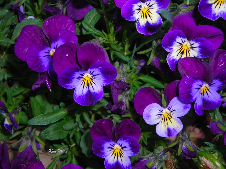 Gardening Granny's Gardening Pages Violets and violas