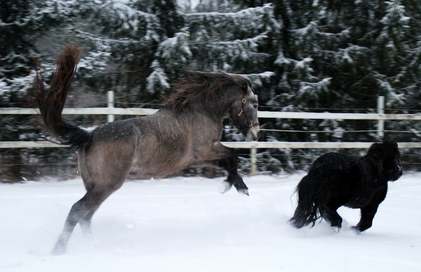 hullu suku puoli porno