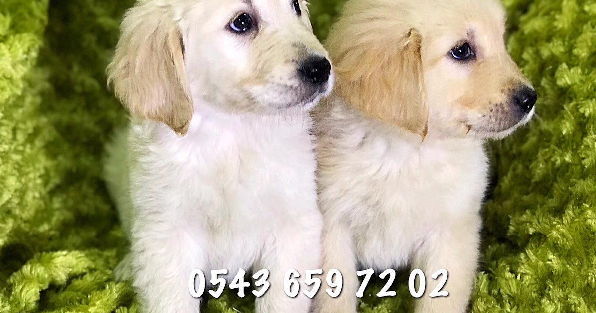 Safkan Golden Yavrulari Evcil Kopek Ilani