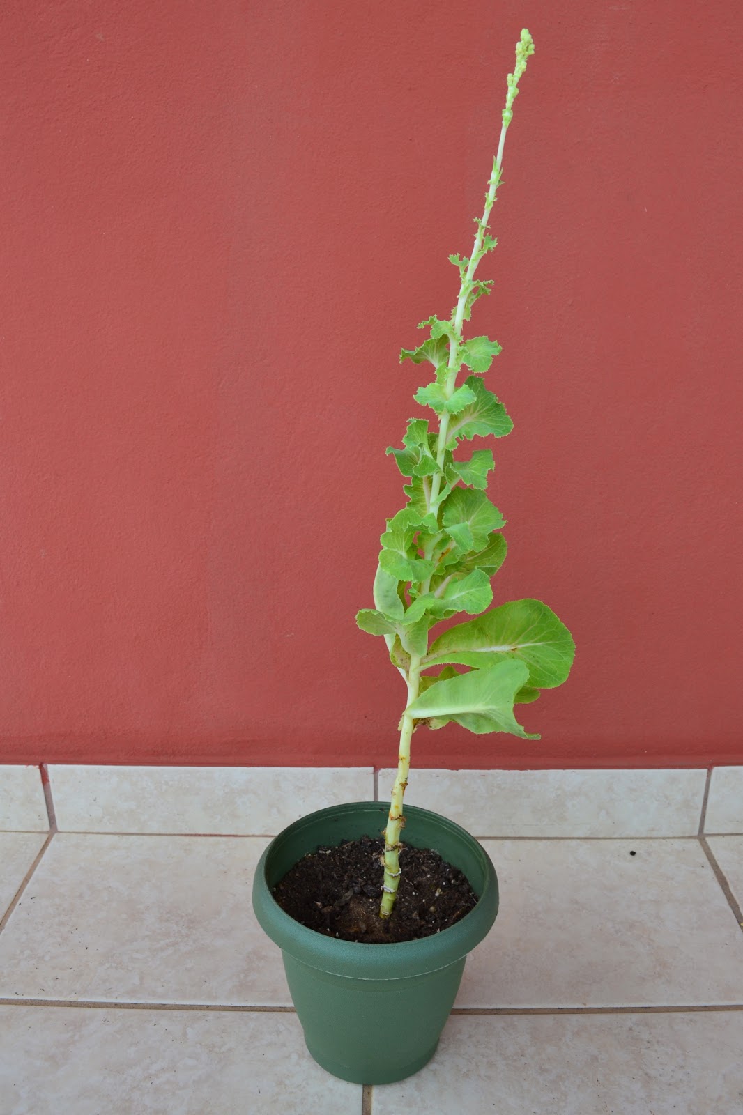 Container Gardening in Puerto Rico Lettuce, why are you bolting away?