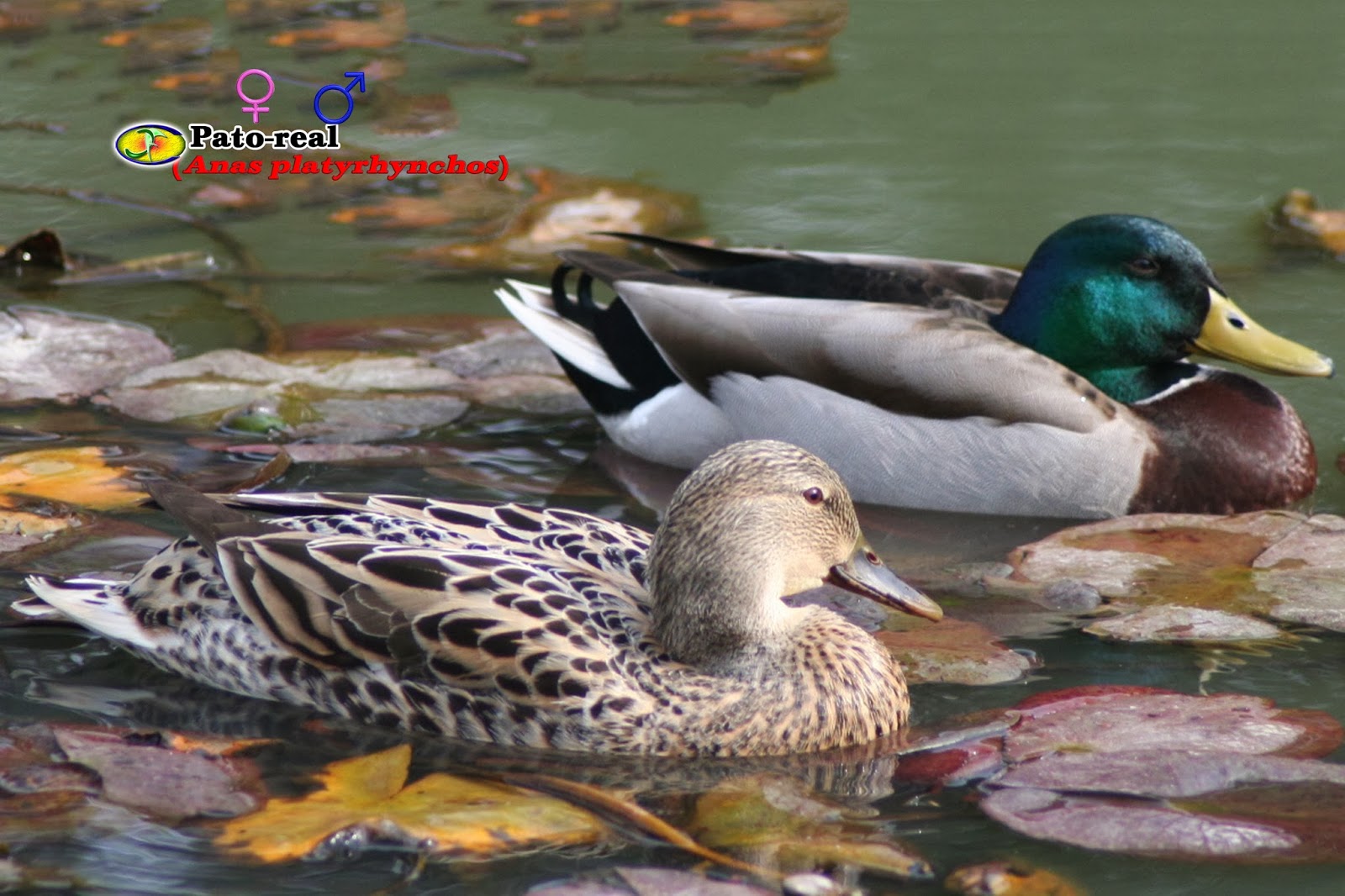 Описание утки. Чирок трескунок ареал. Форма адаптации утки кряквы лабораторная. Форма адаптации утки кряквы лабораторная. Утка кряква среда обитания.