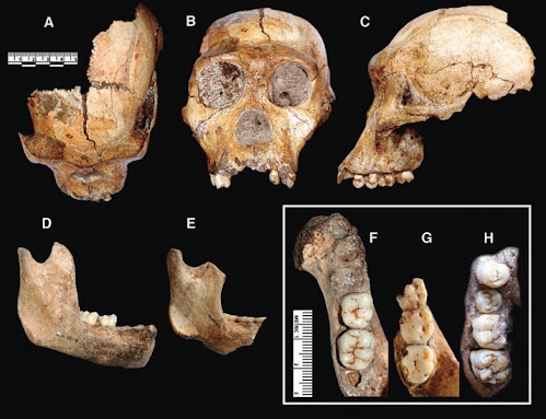 Australopithecus sediba skull