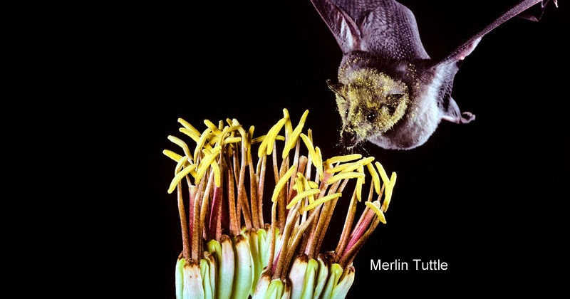 Bats And Tequila A Once Boo-tiful Relationship Cursed By Growing Demands